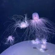 けんたの画像