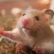 ゆの画像