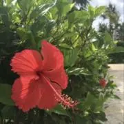 はなの画像