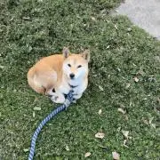 しばいぬ