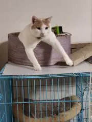 日向那智