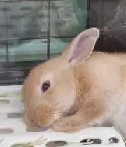 ななの画像