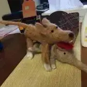 papapaの画像