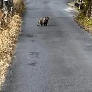 Haruの画像