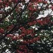 ☆ さら ☆