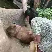 miiの画像