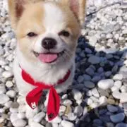 chappriの画像