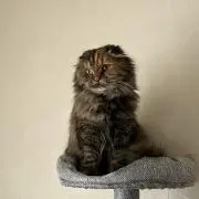 おでん