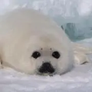 MARURUの画像
