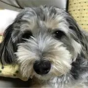 カールMAXの画像