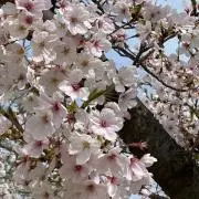るみの画像