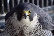 ショータ
