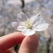 桜☆断捨離中の画像