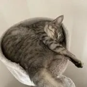 ねこ【引越し準備！値下げ交渉可】の画像