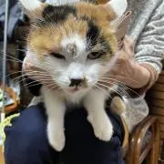 のんたん