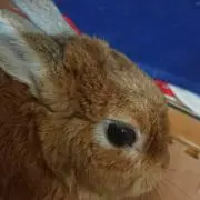 がや