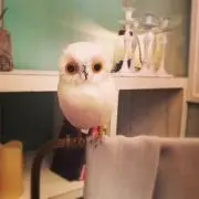 とろーる