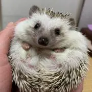 こまたまの画像