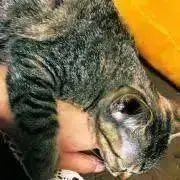 さら