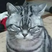 りかだむ