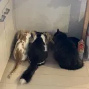 オリ