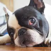ももちゃんの画像
