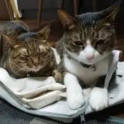 さぁやの画像