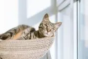 猫乃ひたい☘️おまとめ歓迎☘️の画像