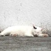 ミナミ