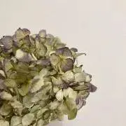 saraの画像