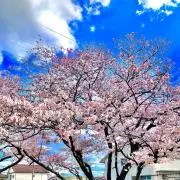 みぃの画像