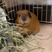 ちばの画像