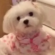 はるきゅんの画像