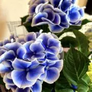 kiamyの画像