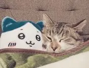 ぐんちゃんの画像