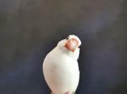かにみそ