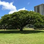 ST