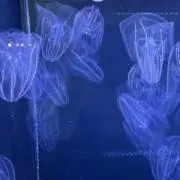 らみちの画像