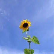MINANIの画像