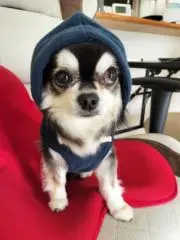 ちびっこジミぼんの画像