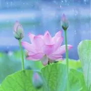 fleursの画像