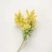 ひかりの画像