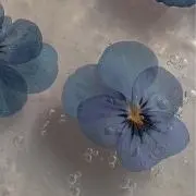 ⭐︎
