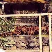 まどんの画像
