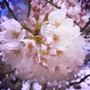 はーち