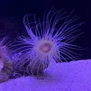 さっちんの画像