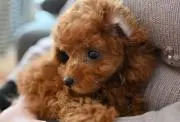 Pちゃんの画像