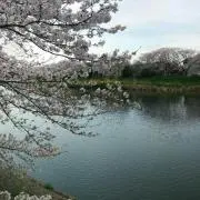 ドラドラの画像