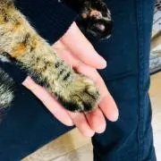 46猫♪