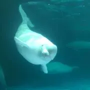 うにの画像